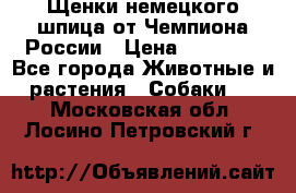 Щенки немецкого шпица от Чемпиона России › Цена ­ 50 000 - Все города Животные и растения » Собаки   . Московская обл.,Лосино-Петровский г.